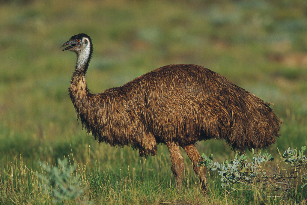 澳大利亚鸸鹋新几内亚食火鸡非洲鸵鸟definition of penguin企鹅的