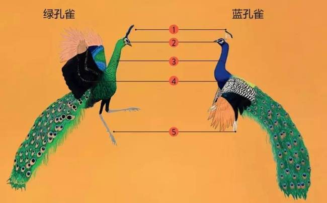 动物园里的蓝孔雀可不是百鸟之王,正在的鸟王比熊猫还珍贵