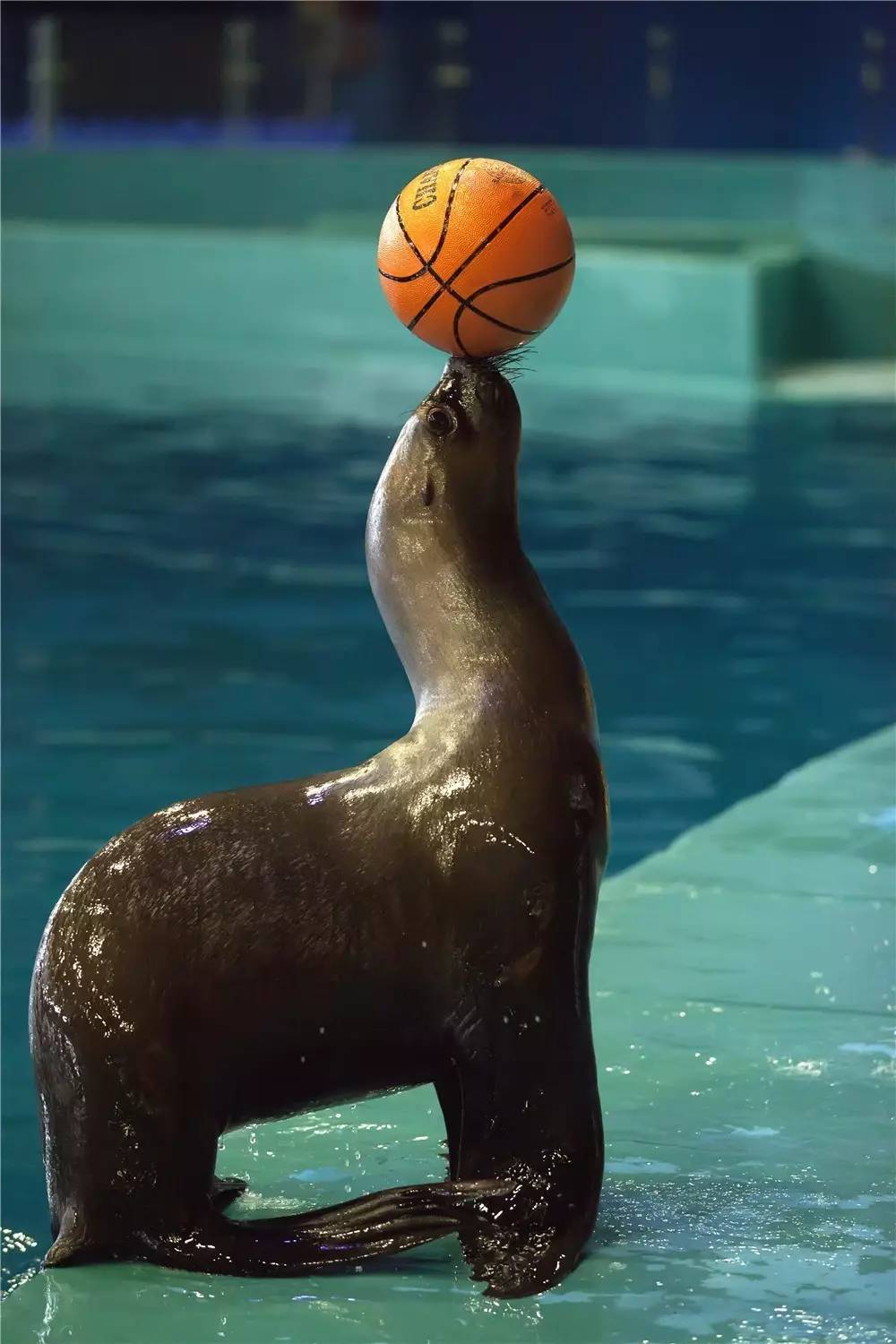 大海狮的故事200字 _飞翔号