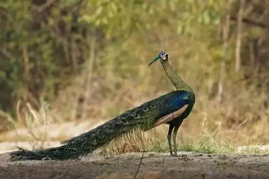 动物园里的蓝孔雀可不是百鸟之王,正在的鸟王比熊猫还珍贵