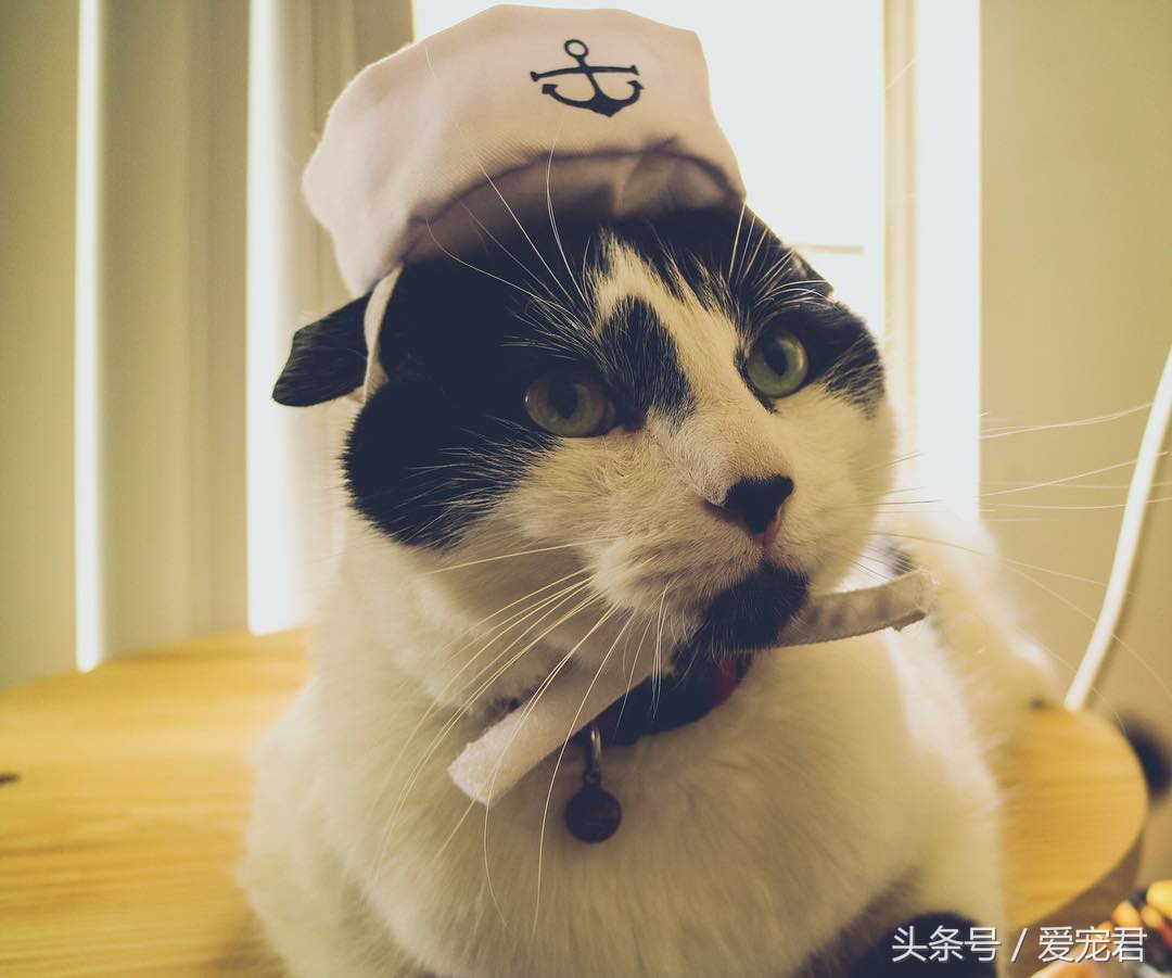 萌猫趣事：民间传说中的几大吉祥猫咪