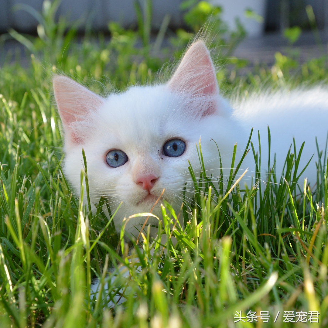 萌猫趣事：民间传说中的几大吉祥猫咪