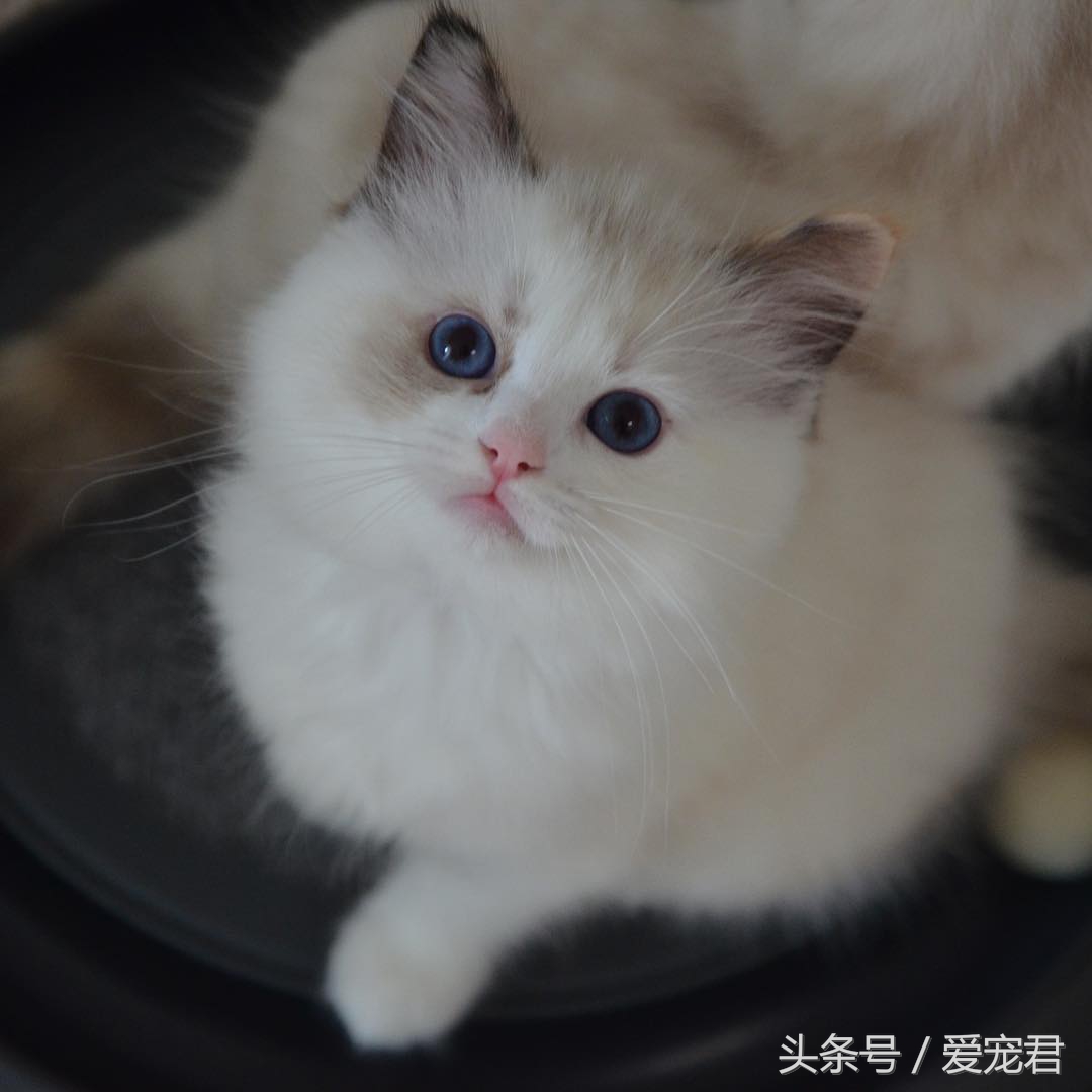 萌猫趣事：民间传说中的几大吉祥猫咪