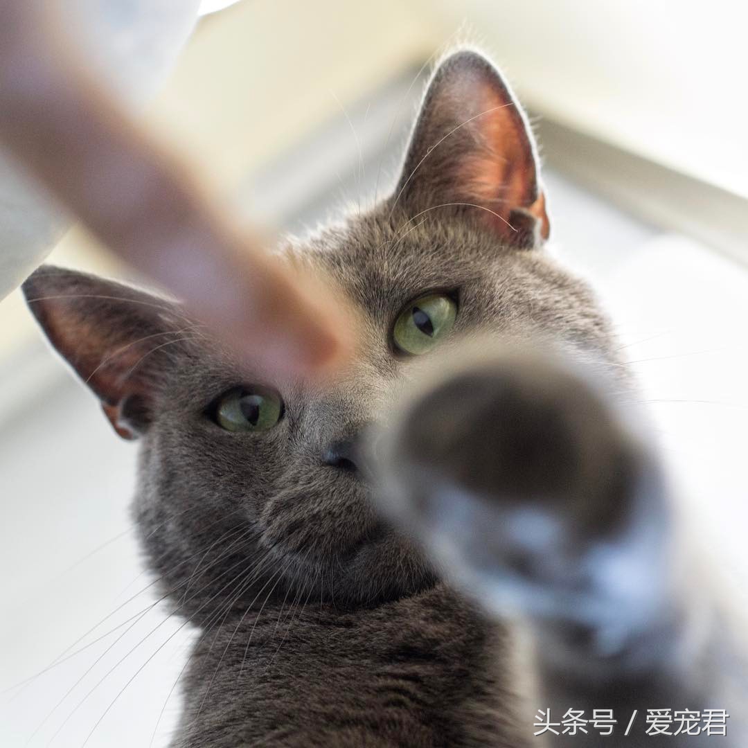 萌猫趣事：民间传说中的几大吉祥猫咪