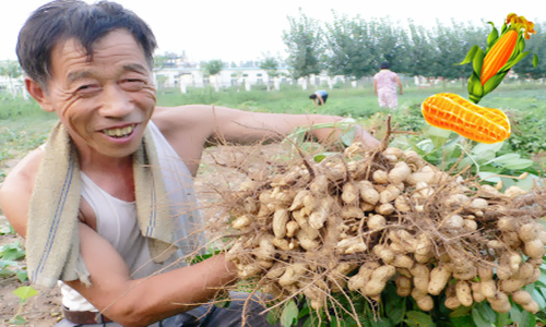 你家花生田有哪些杂草，都用的什么药剂，防除效果咋样？