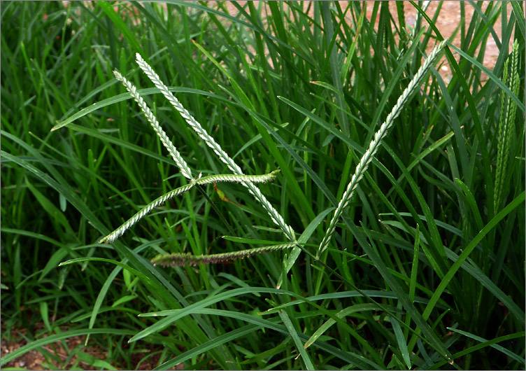 长见识，这些号称闽南的十大仙草，夏天消暑必备良品