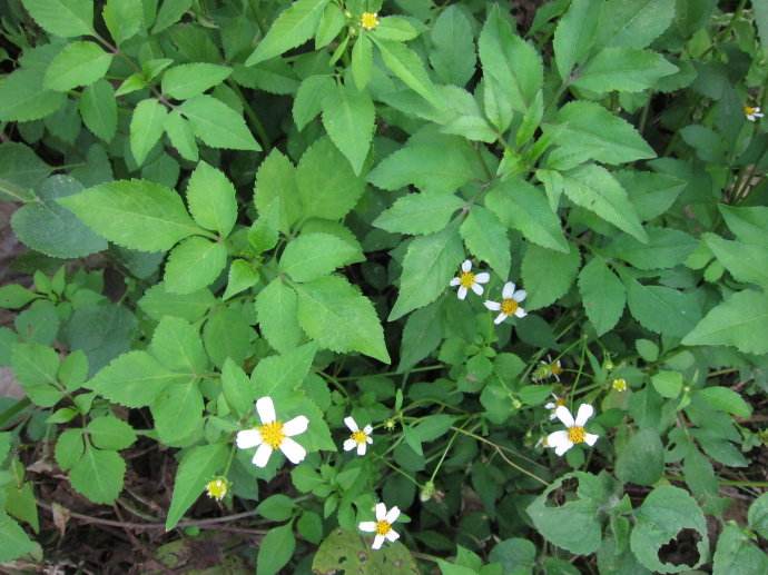 全草(刺针草):苦,平.清热解毒,活血祛风.
