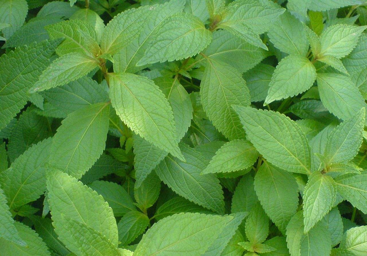 十大仙草是哪十大仙草图片中国十大仙草排名