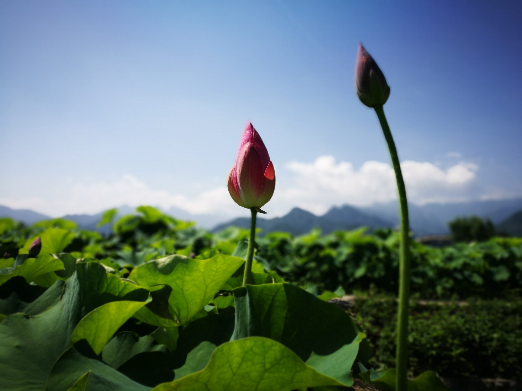 高考快讯：甘肃省2017年高考分数线发布 上海高招日程确定