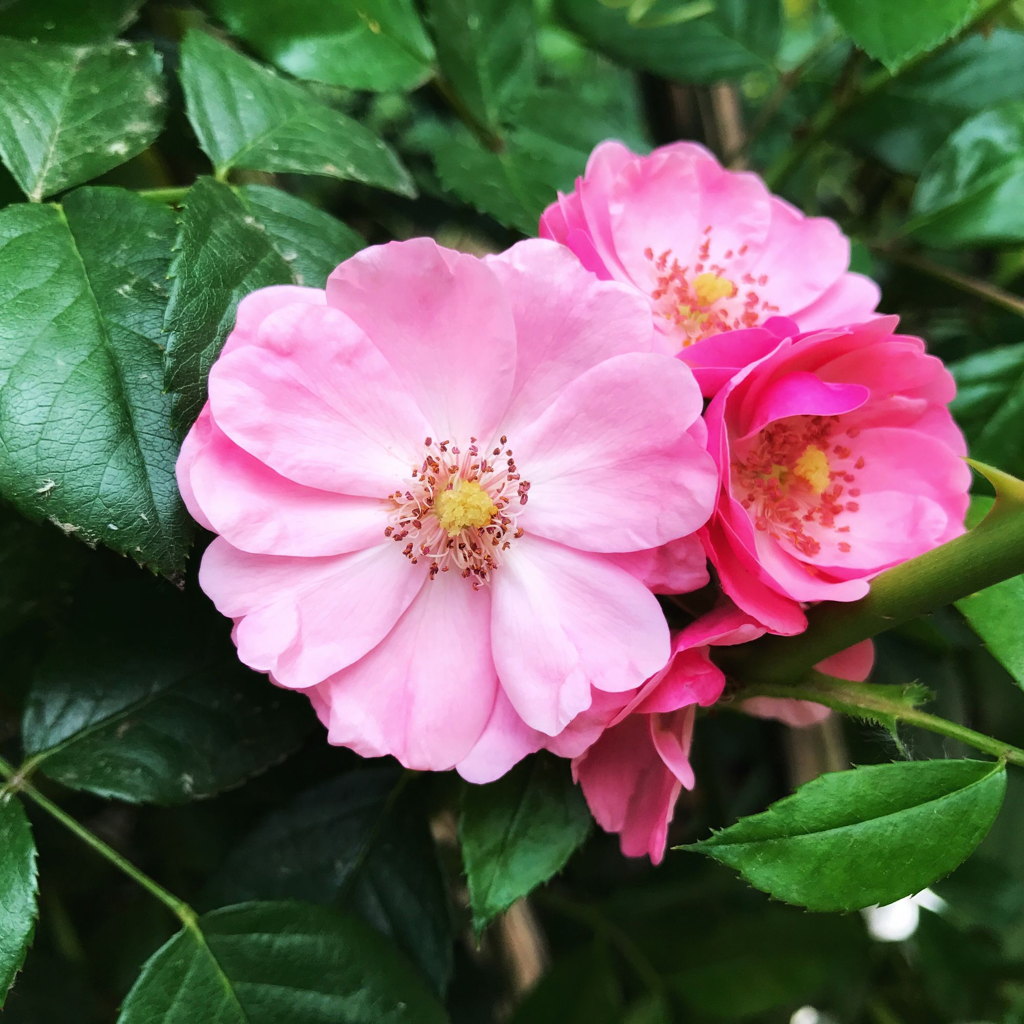 篱笆上的粉蔷薇花