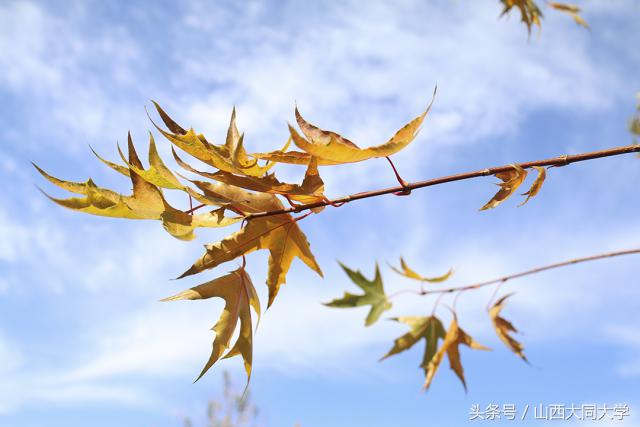 权威发布｜山西大同大学2017年招生计划及近三年录取分数线
