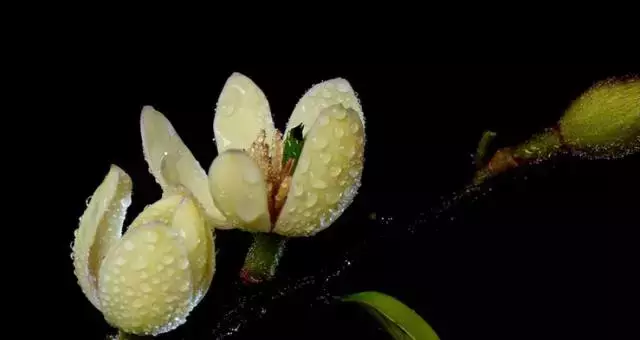 含笑花开花了 不愧是中国名花 天天看点