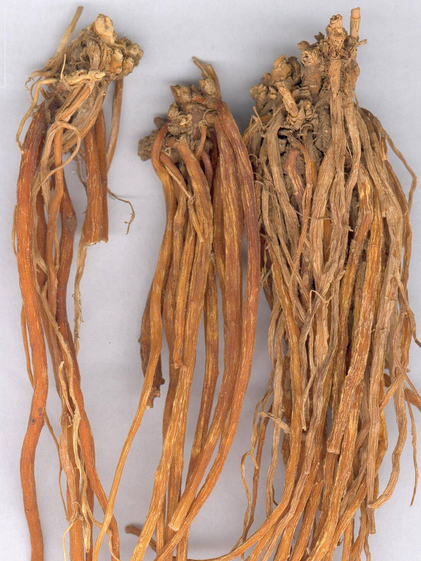 《大地滋养万物》像胆汁那么苦的草 特适合肝郁火旺 湿热黄疽的人