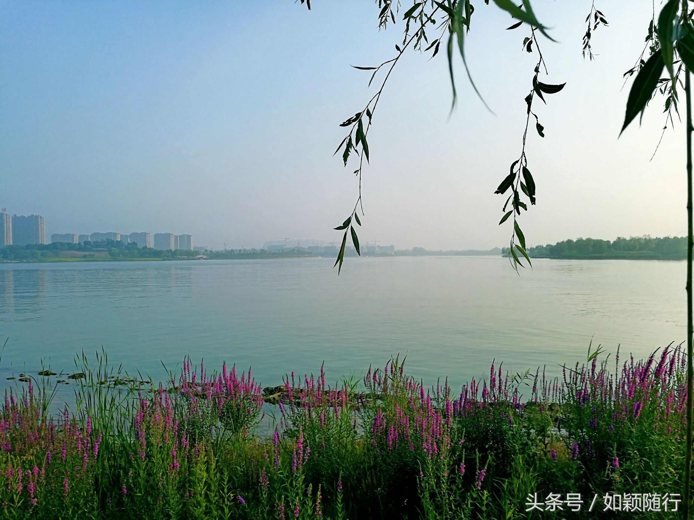 西湖风光好 烟波浩渺 水波粼粼 花团锦簇 百花争艳