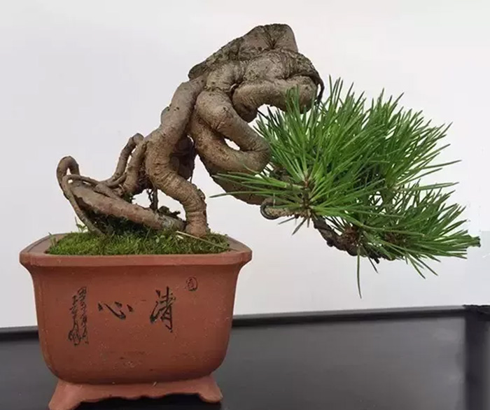 掌中宝微型盆景夏季如何养护