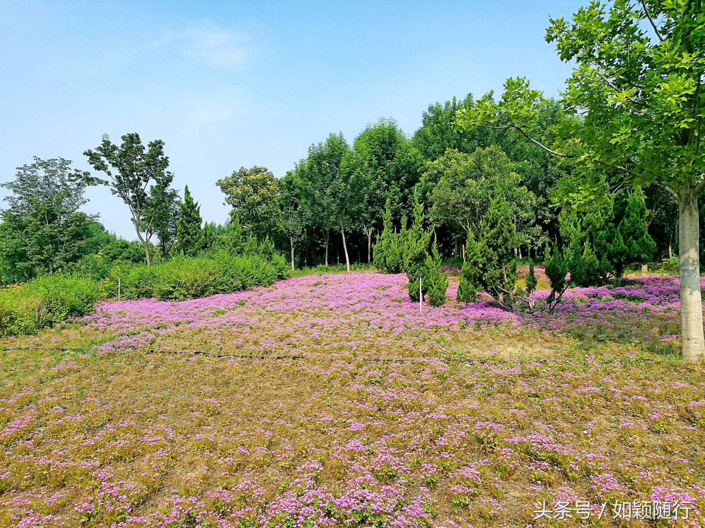 西湖风光好 烟波浩渺 水波粼粼 花团锦簇 百花争艳