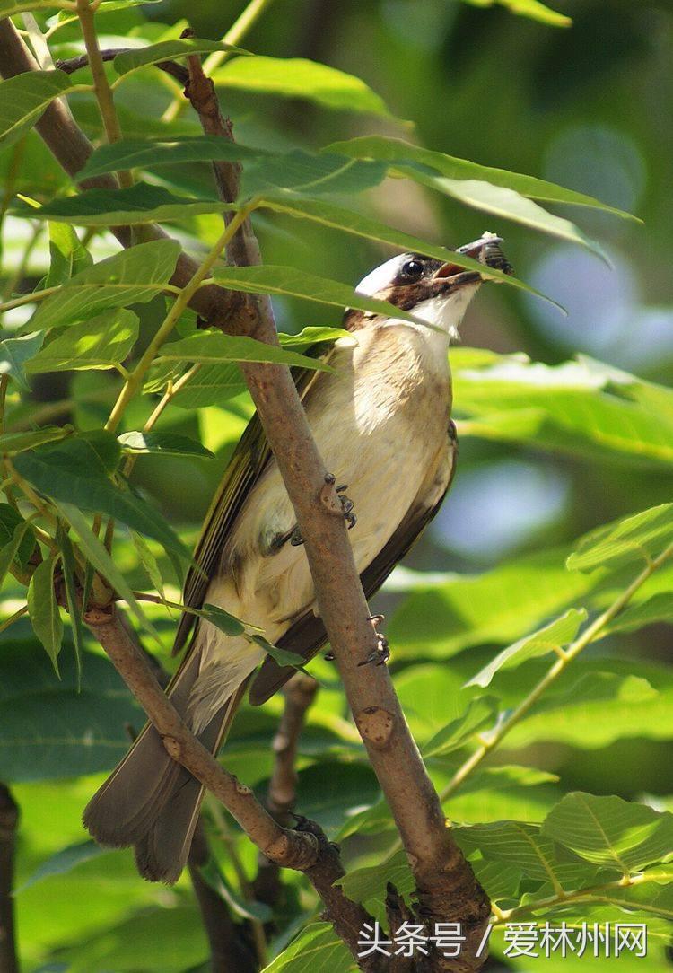 白头翁鸟的寓意和象征 _生活常识_小高教学网