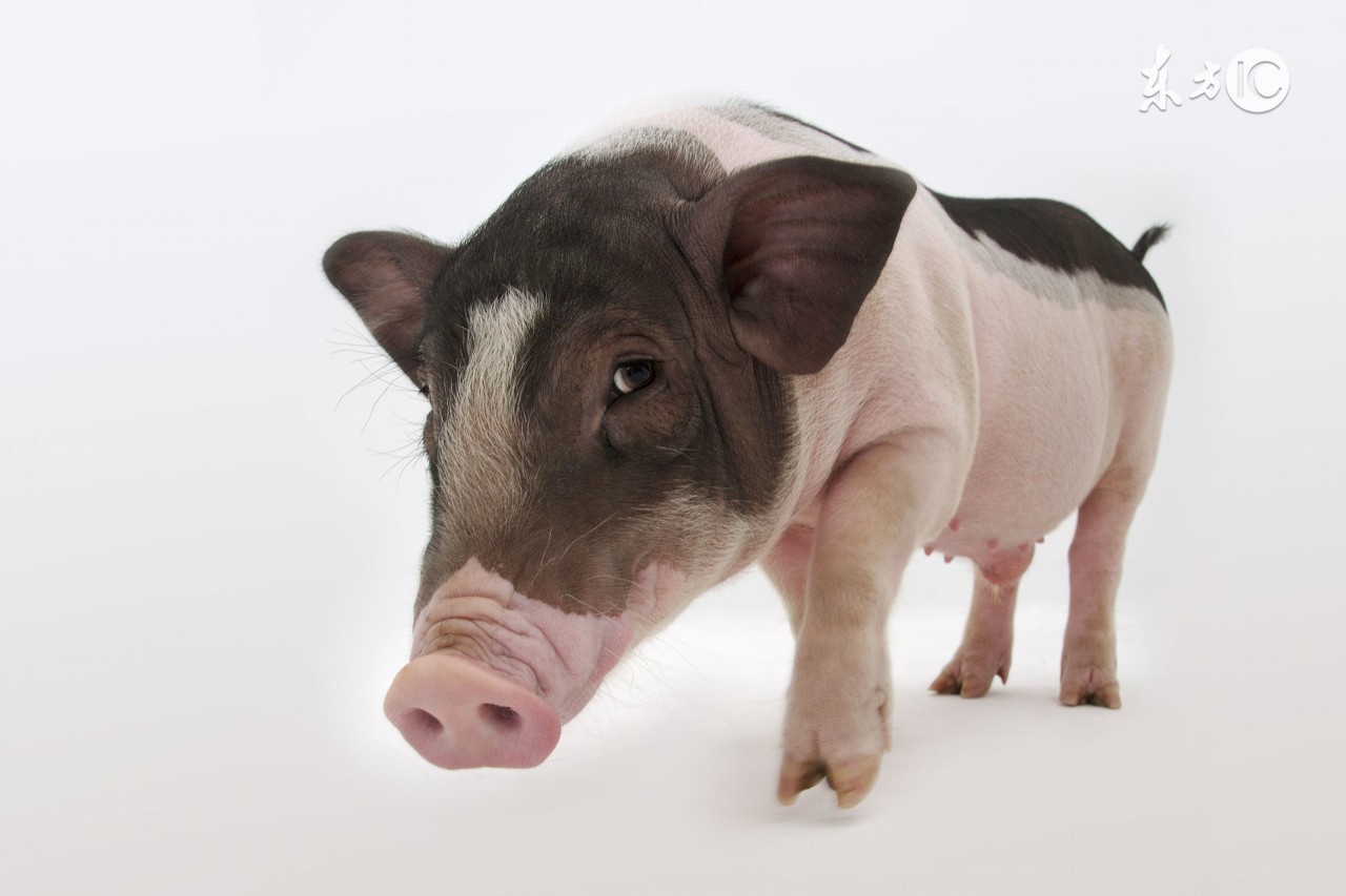 71年属猪人的后60年 命运竟如此坎坷?