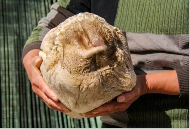 犯太岁是什么东西(非植物非动物非菌类) - 百百科