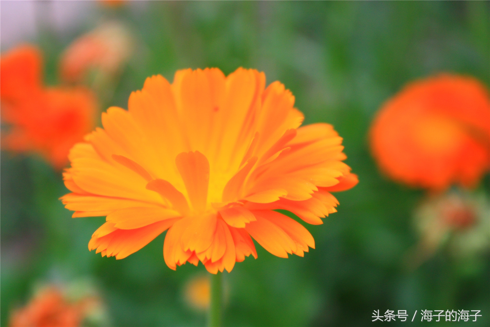 《飒飒西风满院栽，蕊寒香冷蝶难来》金盏菊花开之《盛夏》