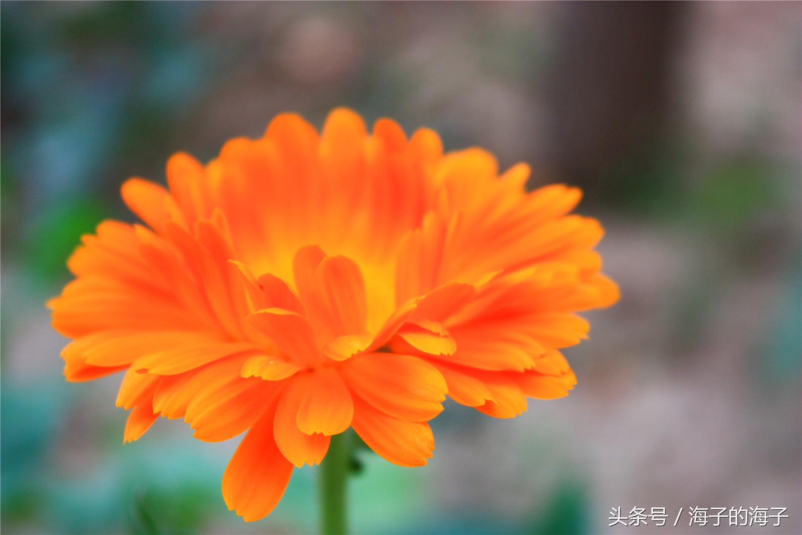 《飒飒西风满院栽，蕊寒香冷蝶难来》金盏菊花开之《盛夏》