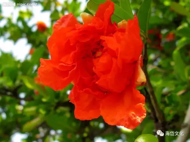 初夏榴花照眼明