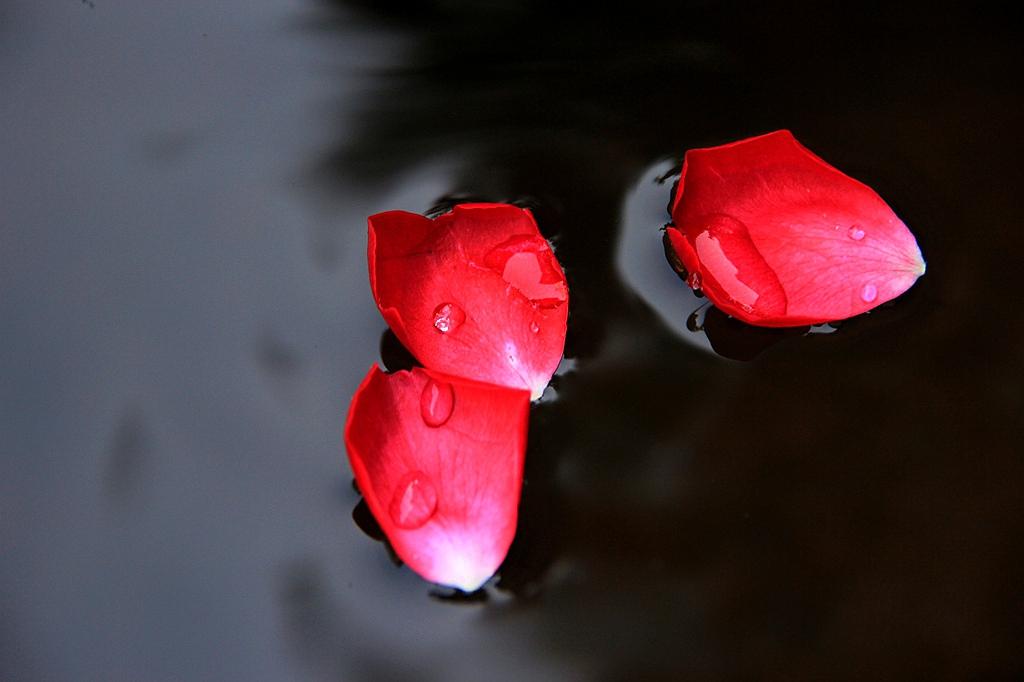 花自飘零水自流,一种相思,两处闲愁下一句_花自飘零水自流,一种相思,两处闲愁什么歌