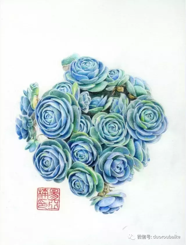 多肉植物图片大全手绘(“寻找中国最美多肉”手绘作品选登：易亚楠、Serena)