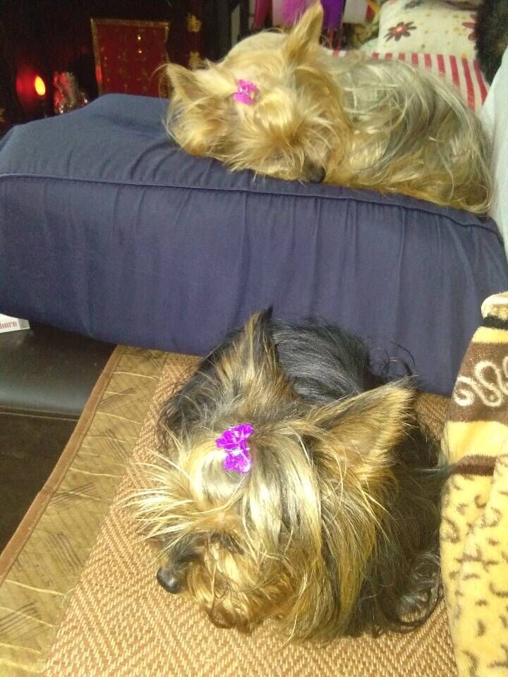 如果在意饲养成本，你会选择什么狗狗？小型犬约克夏篇