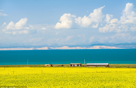 带父母去旅行，去看看青海湖的油菜花吧！