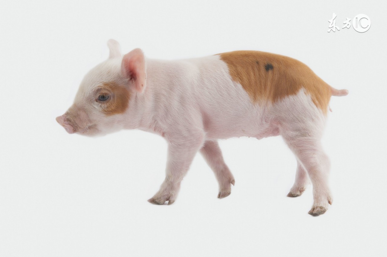 属猪人的上上等婚配,处对了横财到家门,有钱还有福