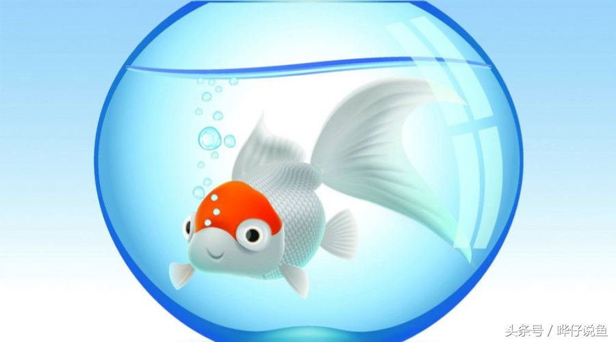 分享鱼缸增氧泵的正确使用姿势，宠物鱼的守护神——只是有点吵