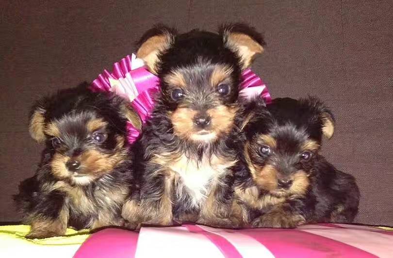 如果在意饲养成本，你会选择什么狗狗？小型犬约克夏篇