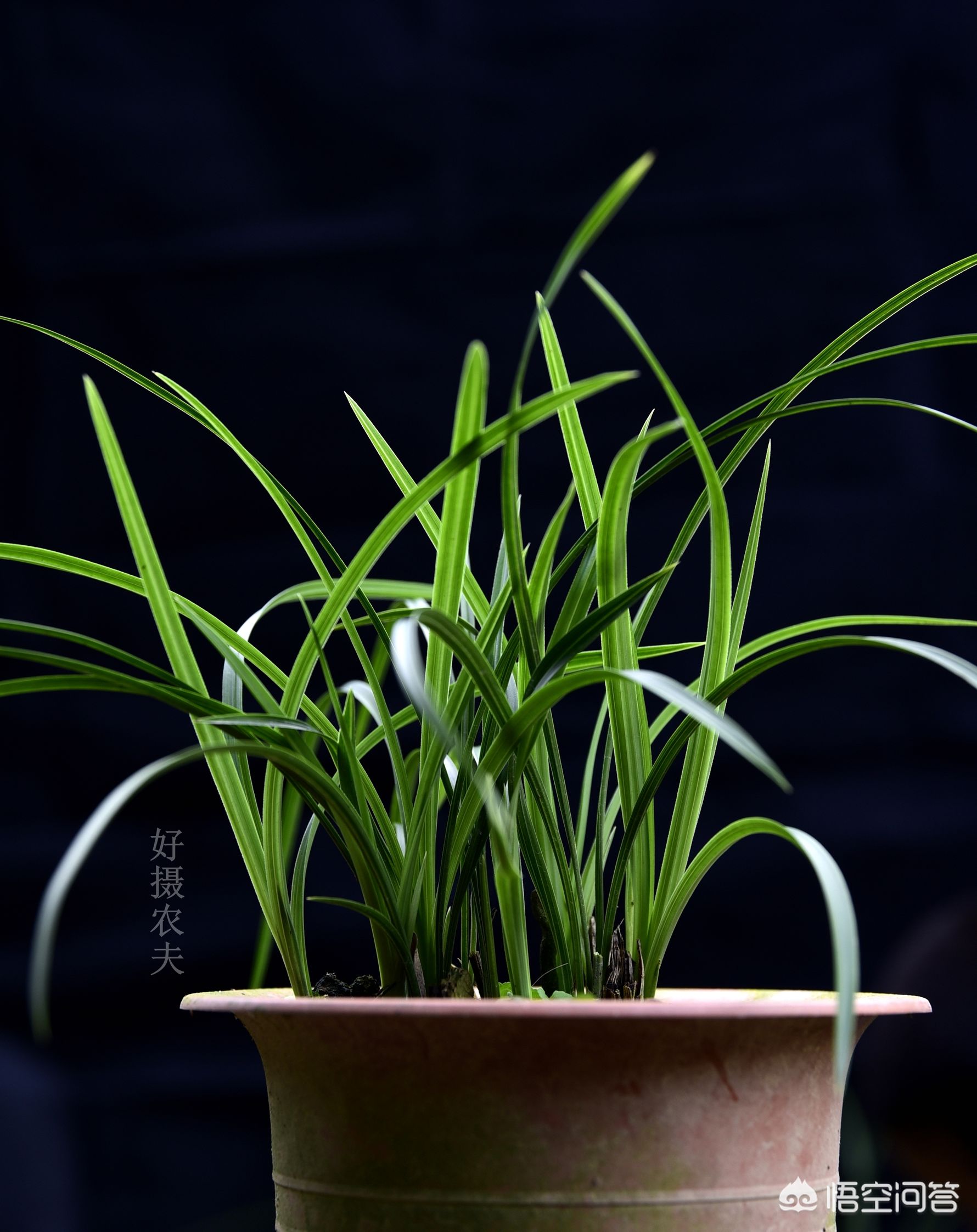 巧用氮肥，让兰花叶片肥厚墨绿？兰友说：尿素的高效使用法并不难