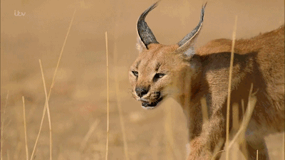 非洲狞猫,世界上弹跳能力最强的猫科动物.