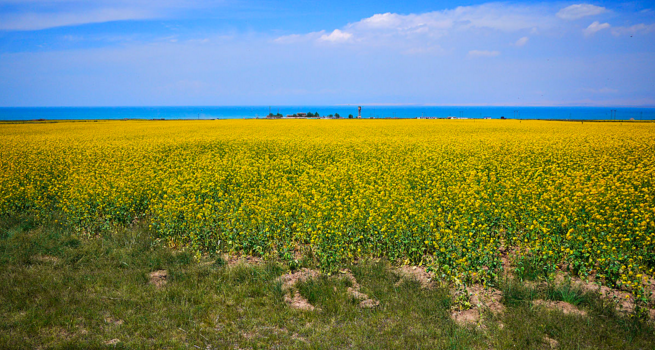 带父母去旅行，去看看青海湖的油菜花吧！