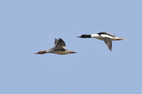 优美的诗歌|我要和你一起飞|抒情旋律
