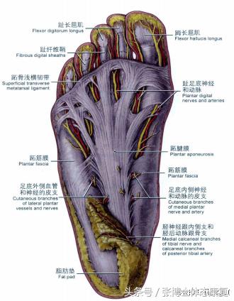 打网球的脚(站不稳怎么能打好球？足底功能训练，让你立的正、站得稳)