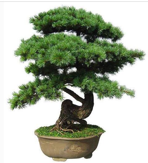 发财树忌什么属相生肖牛忌养发财树