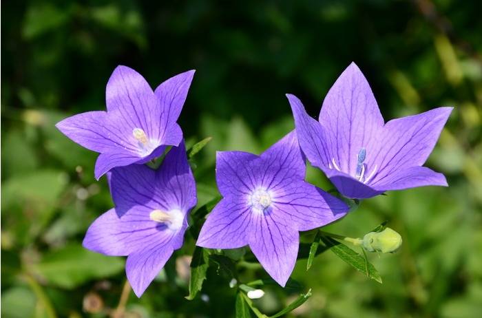 夕颜花与牵牛花的区别(夕颜花和牵牛花是一种花吗)-第10张图片-巴山号