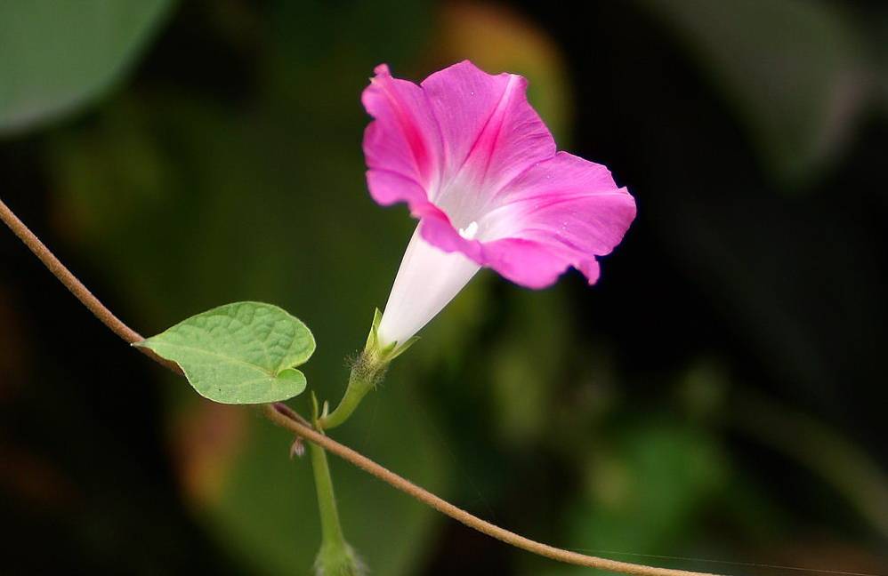 夕颜花与牵牛花的区别（夕颜花和牵牛花是一种花吗）-第2张图片-巴山号