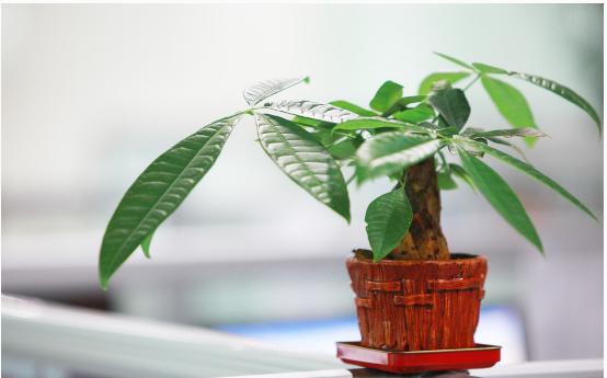 发财树忌什么属相生肖牛忌养发财树