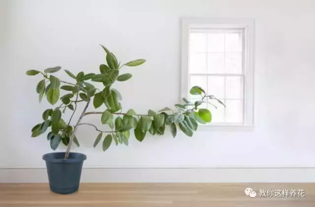 这些植物来一盆，房间瞬间美得冒泡！