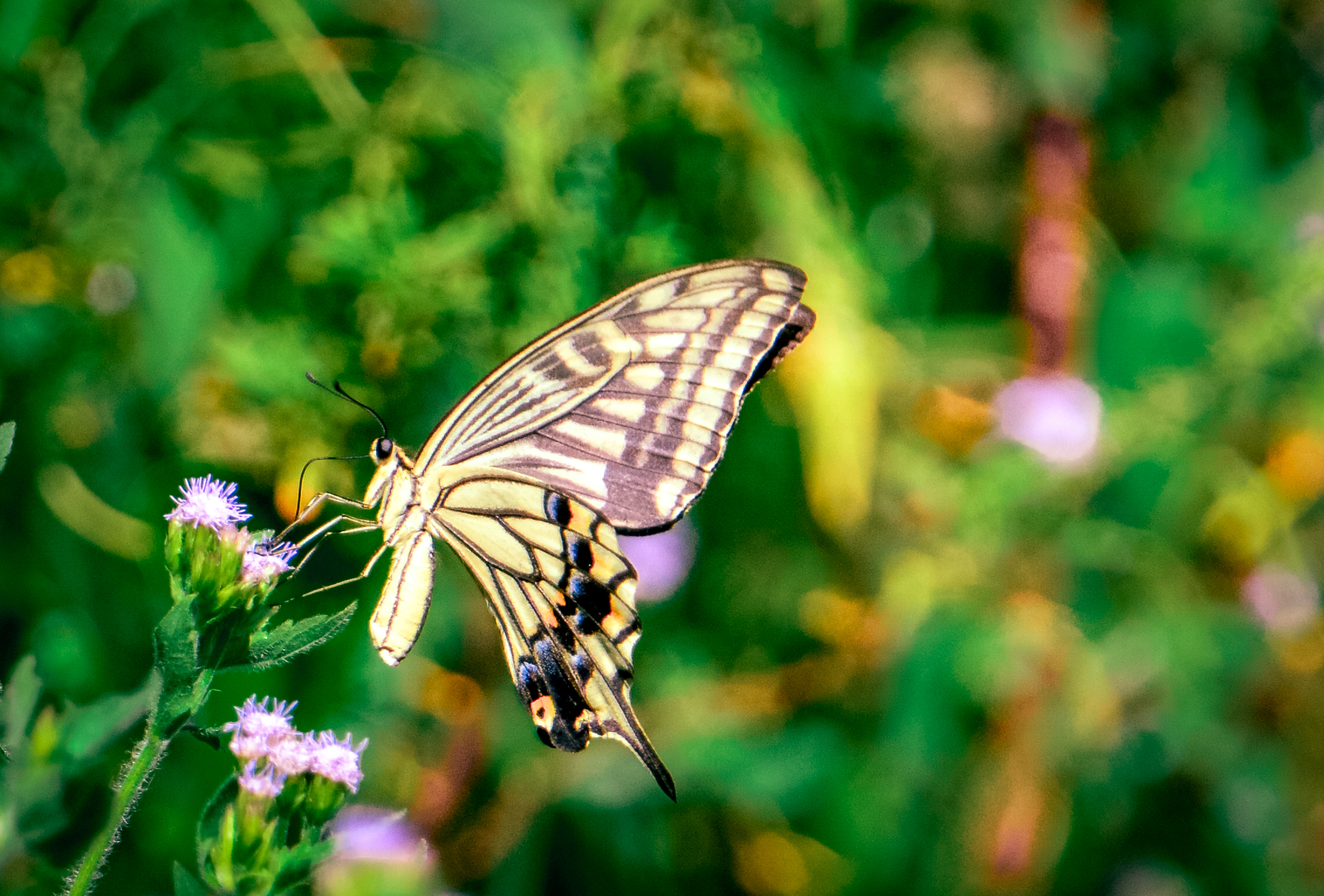 摄影:花蝴蝶,蝶蝶双飞