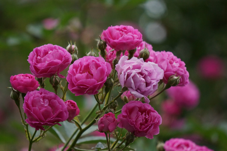 或许你知道蔷薇花的美丽，但是她的药用价值你了解过吗