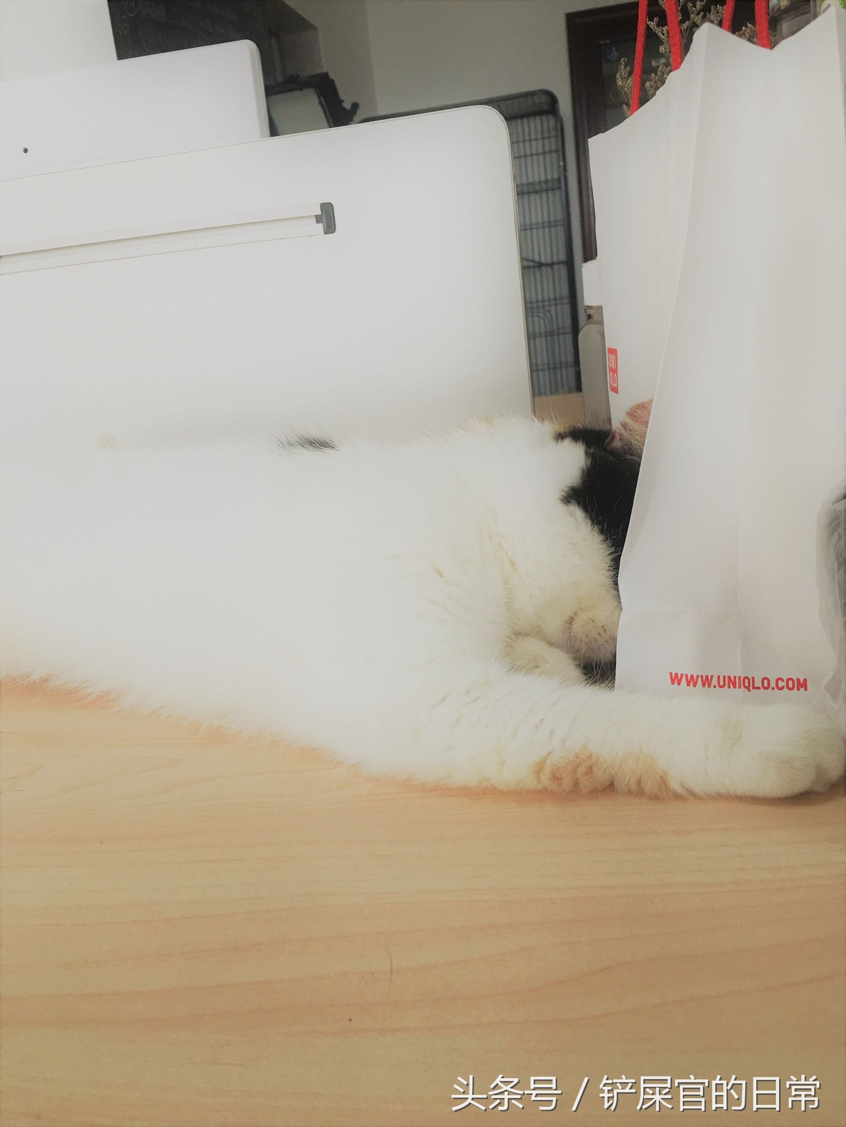 加菲猫红小胖图片(胖萌加菲猫睡觉的时候喜欢压着大饼脸，这样真的会舒服吗？)