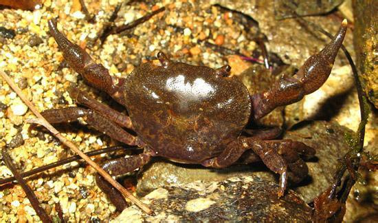 水生动物有哪些 - 风集网