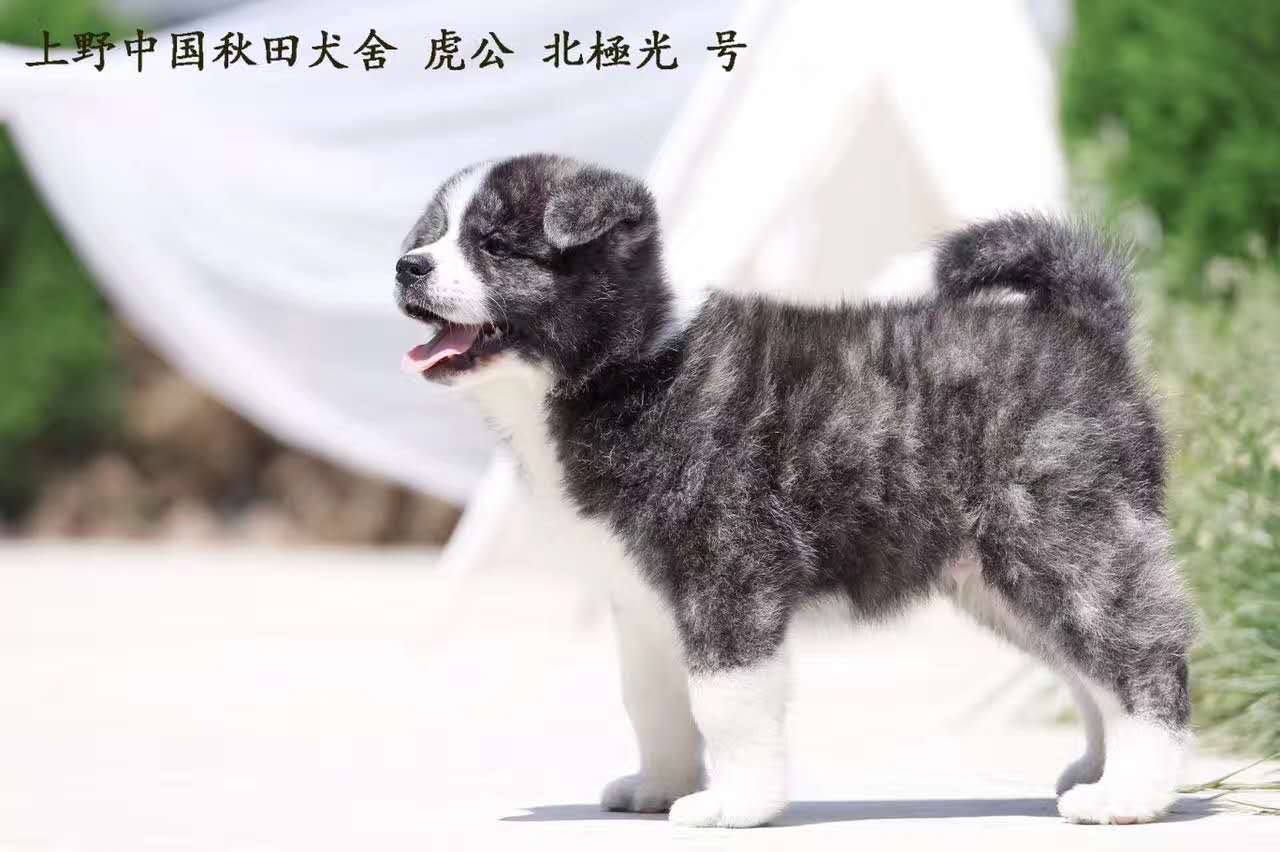 秋田犬这么贵！真有那么高的成本？