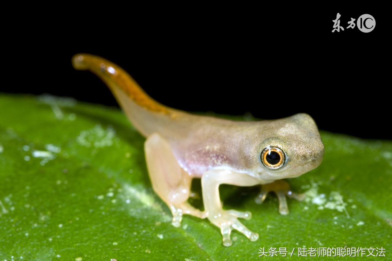 陆生作关于长字写法的详细教学指南