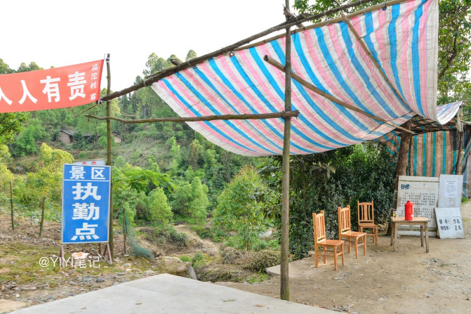 四川这个地方生长着5万株与恐龙同代的桫椤，被称为“植物界的熊猫”！